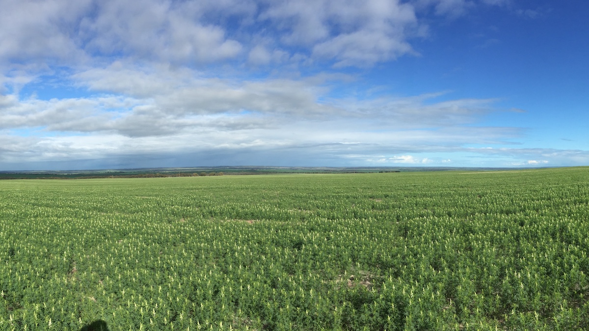 live football match now